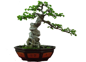 榆樹(shù)